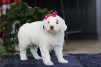 Lucie, a female Portuguese Water Dog for sale in Bolivar, OH – Photo 7 of 10