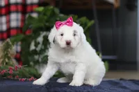 Lucie, a female Portuguese Water Dog for sale in Bolivar, OH – Photo 3 of 10