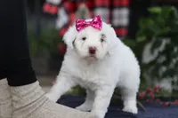 Lucie, a female Portuguese Water Dog for sale in Bolivar, OH – Photo 9 of 10