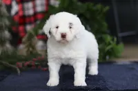 Lucie, a female Portuguese Water Dog for sale in Bolivar, OH – Photo 10 of 10