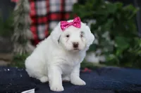 Lucie, a female Portuguese Water Dog for sale in Bolivar, OH – Photo 5 of 10