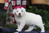 Lucie, a female Portuguese Water Dog for sale in Bolivar, OH – Photo 4 of 10