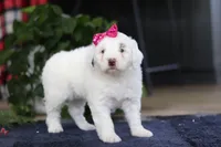 Lucie, a female Portuguese Water Dog for sale in Bolivar, OH – Photo 8 of 10