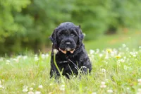 Reese, a female Portuguese Water Dog for sale in Bolivar, OH – 3 of 6