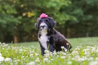 Grace, a female Portuguese Water Dog for sale in Bolivar, OH – 3 of 7