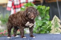 Sonny, a male Portuguese Water Dog for sale in Bolivar, OH – Photo 7 of 10