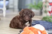 Sonny, a male Portuguese Water Dog for sale in Bolivar, OH – Photo 10 of 10