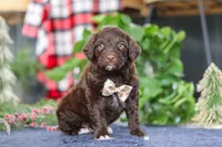 Sonny, a male Portuguese Water Dog for sale in Bolivar, OH – Photo 5 of 10