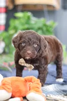 Sonny, a male Portuguese Water Dog for sale in Bolivar, OH – Photo 6 of 10