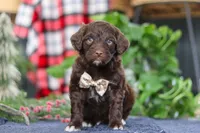 Sonny, a male Portuguese Water Dog for sale in Bolivar, OH – Photo 1 of 10