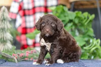 Sonny, a male Portuguese Water Dog for sale in Bolivar, OH – Photo 2 of 10