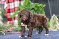 Sonny, a male Portuguese Water Dog for sale in Bolivar, OH – Photo 4 of 10