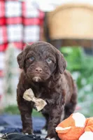 Sonny, a male Portuguese Water Dog for sale in Bolivar, OH – Photo 8 of 10