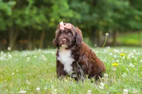 Nora, a female Portuguese Water Dog for sale in Bolivar, OH – 2 of 9