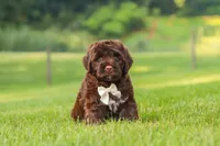 River, a male Portuguese Water Dog for sale in Bolivar, OH – 6 of 7