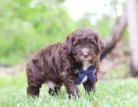 Dynamo, a male Portuguese Water Dog for sale in Bolivar, OH – Photo 3 of 5