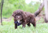 Dynamo, a male Portuguese Water Dog for sale in Bolivar, OH – Photo 5 of 5