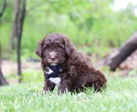 Dynamo, a male Portuguese Water Dog for sale in Bolivar, OH – Photo 2 of 5
