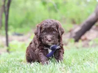 Dynamo, a male Portuguese Water Dog for sale in Bolivar, OH – Photo 4 of 5