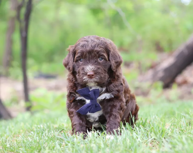 Dynamo, a male Portuguese Water Dog for sale in Bolivar, OH – Photo 1 of 5