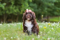 Nora, a female Portuguese Water Dog for sale in Bolivar, OH – 5 of 9
