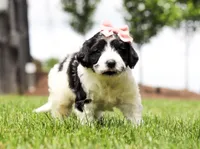 Dimple, a female Portuguese Water Dog for sale in Bolivar, OH – Photo 5 of 5
