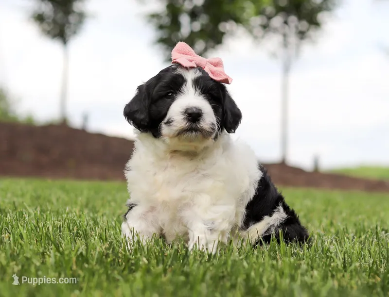 Dimple, a female Portuguese Water Dog for sale in Bolivar, OH – Photo 1 of 5