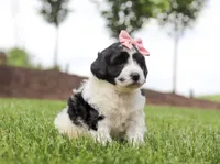 Dimple, a female Portuguese Water Dog for sale in Bolivar, OH – Photo 4 of 5