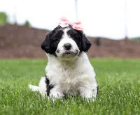 Dimple, a female Portuguese Water Dog for sale in Bolivar, OH – Photo 2 of 5