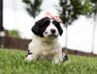 Dimple, a female Portuguese Water Dog for sale in Bolivar, OH – Photo 3 of 5