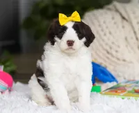 Diva, a female Portuguese Water Dog for sale in Bolivar, OH – Photo 1 of 7
