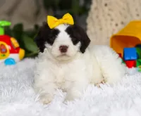 Diva, a female Portuguese Water Dog for sale in Bolivar, OH – Photo 4 of 7