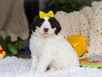 Diva, a female Portuguese Water Dog for sale in Bolivar, OH – Photo 2 of 7