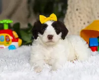 Diva, a female Portuguese Water Dog for sale in Bolivar, OH – Photo 5 of 7