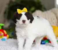 Diva, a female Portuguese Water Dog for sale in Bolivar, OH – Photo 7 of 7