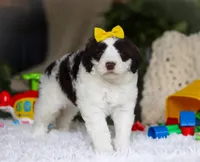 Diva, a female Portuguese Water Dog for sale in Bolivar, OH – Photo 3 of 7