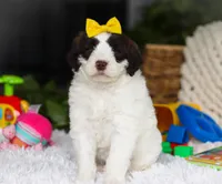 Diva, a female Portuguese Water Dog for sale in Bolivar, OH – Photo 6 of 7