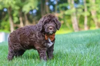 Dax, a male Portuguese Water Dog for sale in Bolivar, OH – 1 of 7