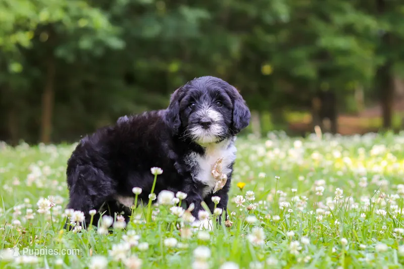 Beau – Portuguese Water Dog puppy for sale in Bolivar, OH