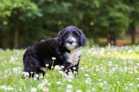 Beau, a male Portuguese Water Dog for sale in Bolivar, OH – 1 of 7