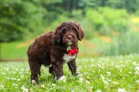 Buddy, a male Portuguese Water Dog for sale in Bolivar, OH – 4 of 8
