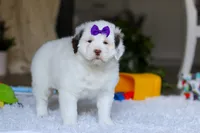 processed/7ad9c99b-b8d7-4630-a4bf-221bead5658f/listing/a28a72fe-11d0-4ee2-b567-60a1586eaf9e/55464b0d-ee21-47aa-bfe1-ae156ba0bd47