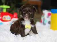 Duke, a male Portuguese Water Dog for sale in Bolivar, OH – Photo 5 of 8