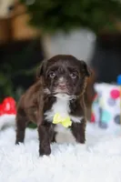 Duke, a male Portuguese Water Dog for sale in Bolivar, OH – Photo 8 of 8