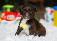 Duke, a male Portuguese Water Dog for sale in Bolivar, OH – Photo 3 of 8