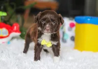 Duke, a male Portuguese Water Dog for sale in Bolivar, OH – Photo 2 of 8