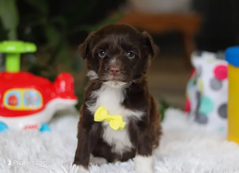 Duke, a male Portuguese Water Dog for sale in Bolivar, OH – Photo 1 of 8