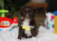 Duke, a male Portuguese Water Dog for sale in Bolivar, OH – Photo 1 of 8