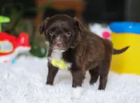 Duke, a male Portuguese Water Dog for sale in Bolivar, OH – Photo 4 of 8