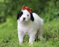 Dandelion, a female Portuguese Water Dog for sale in Bolivar, OH – Photo 3 of 7